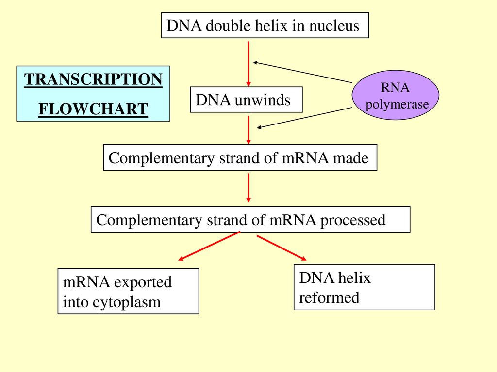 Dna Replication Flow Chart