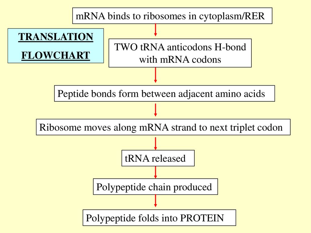 Protein Synthesis Flow Chart Biology