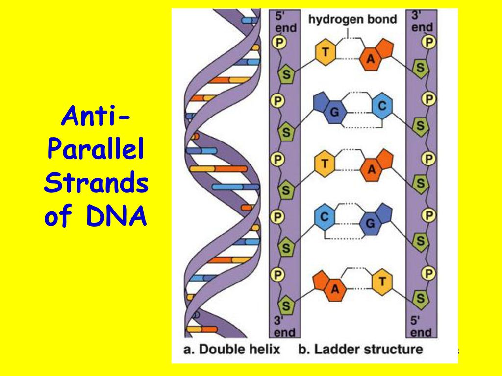 Anti-Parallel Strands of DNA