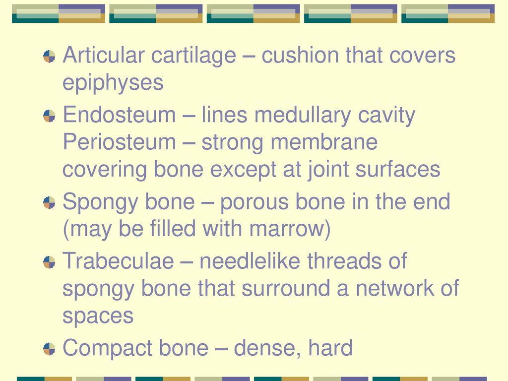 Articular cartilage – cushion that covers epiphyses