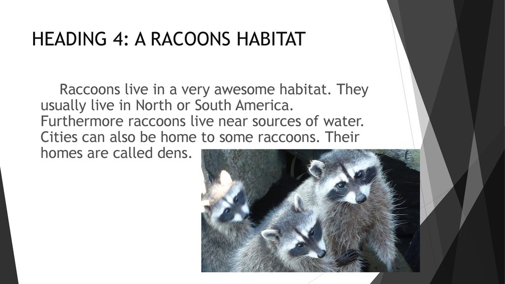 RACCOONS BY ZACH BORZIO. Biology Diagrams