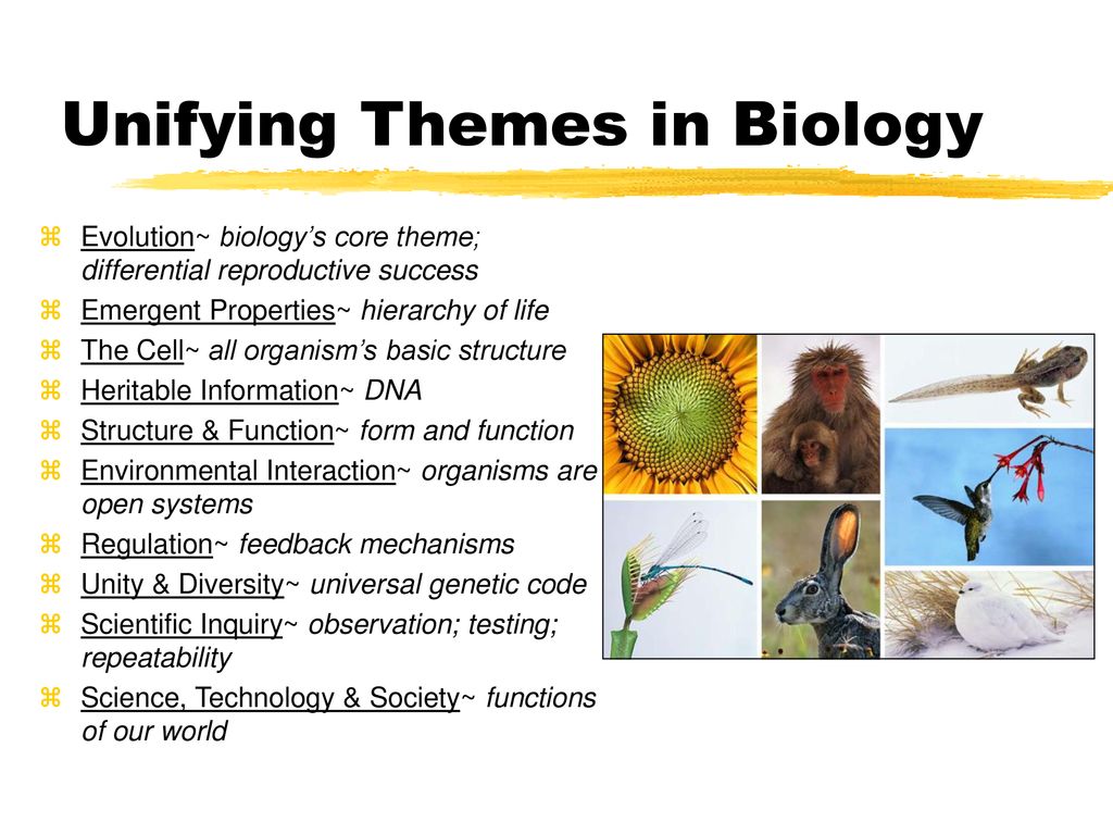 Biology Intro Chapter 1 Themes In The Study Of Life Ppt Download list-of-symbolism-in-literature