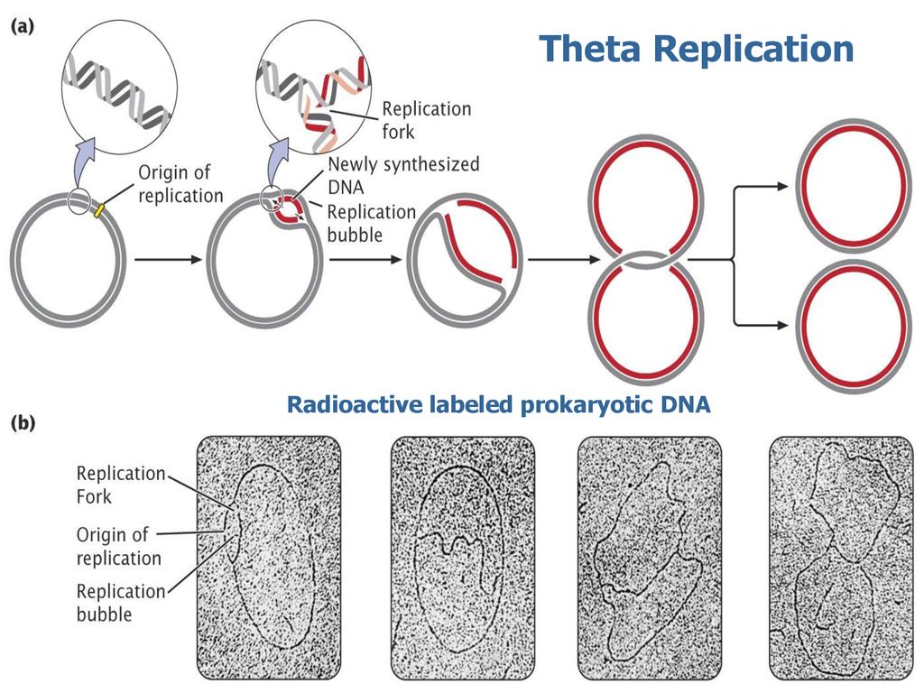 Chapter 12 Topics Models Of Replication Ppt Download
