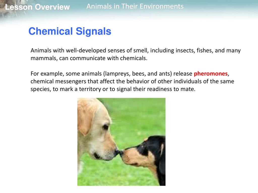  Animals in Their Environments - ppt download