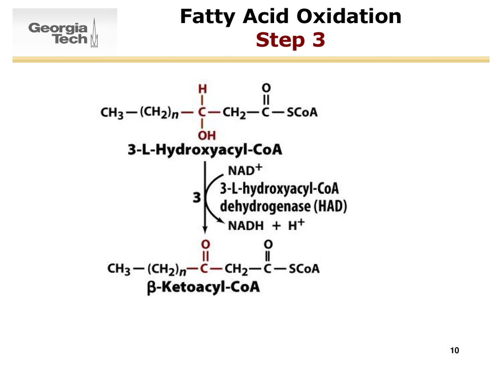 Fatty Acid Oxidation Step 3