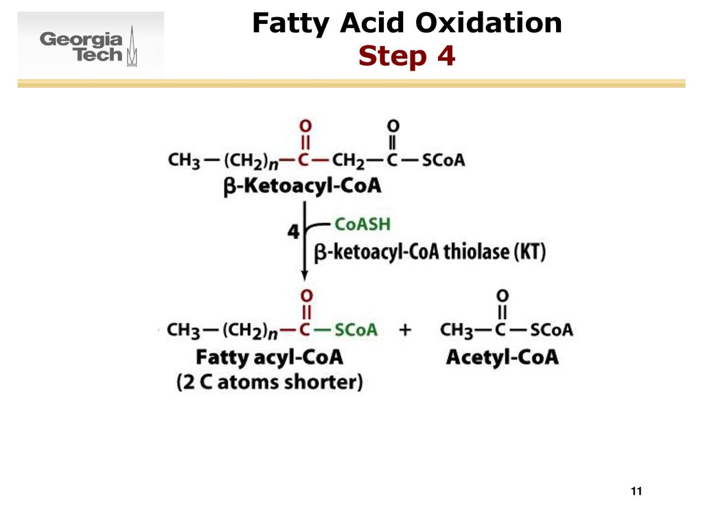 Fatty Acid Oxidation Step 4