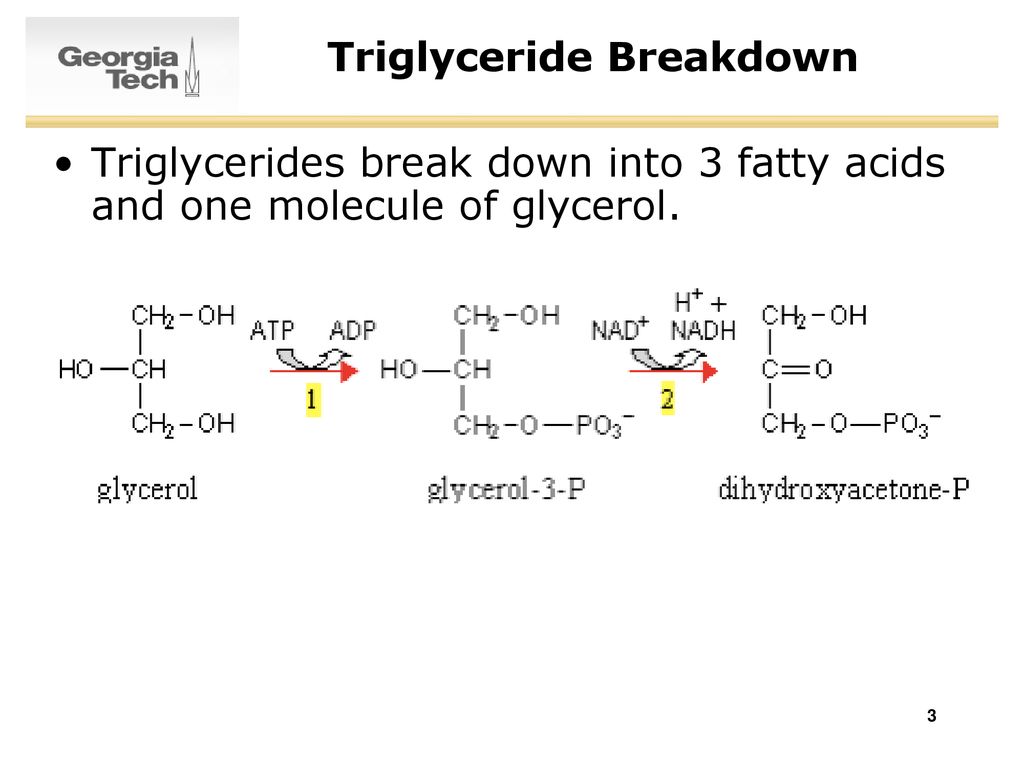 Survey of biochemistry fatty acid oxidation ppt download