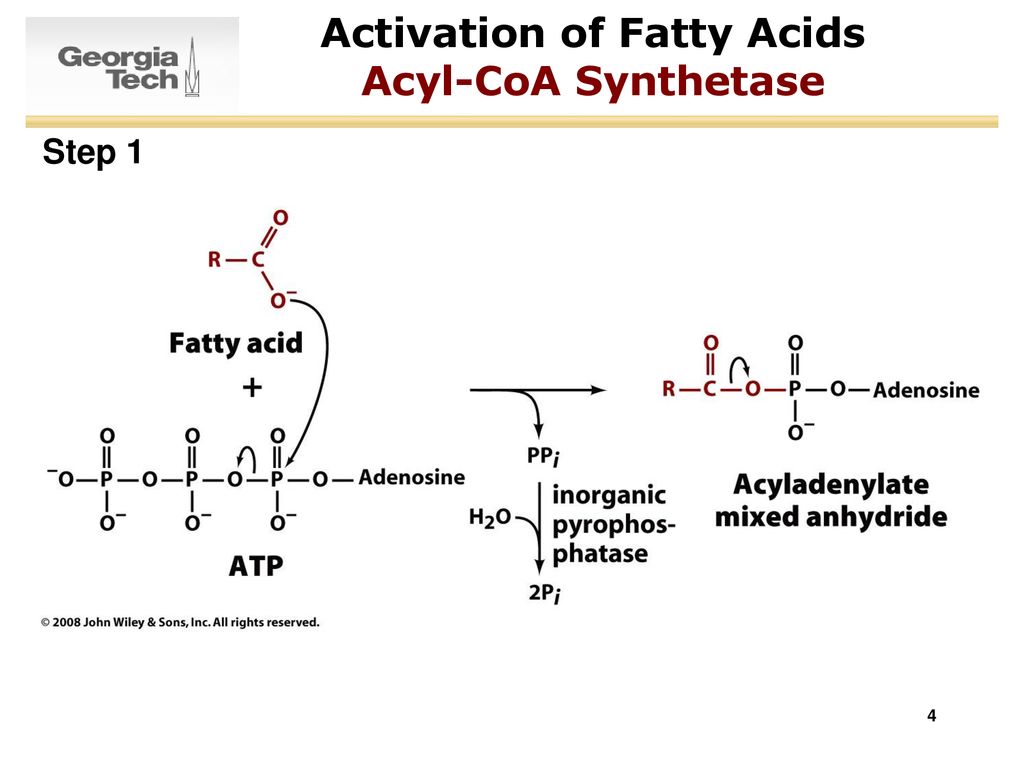 Activation of Fatty Acids Acyl-CoA Synthetase