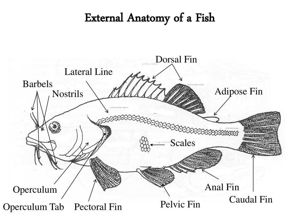 External Anatomy of a Fish.
