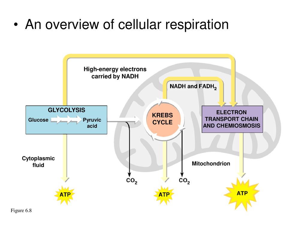 Cellular Respiration Cellular respiration breaks down glucose molecules ...