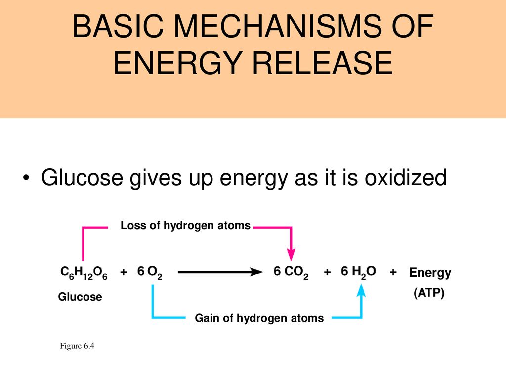 Cellular Respiration Cellular Respiration Breaks Down Glucose Molecules ...