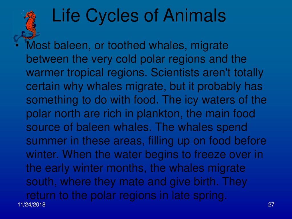 A Symphony of Whales by: Steve Schuch - ppt download