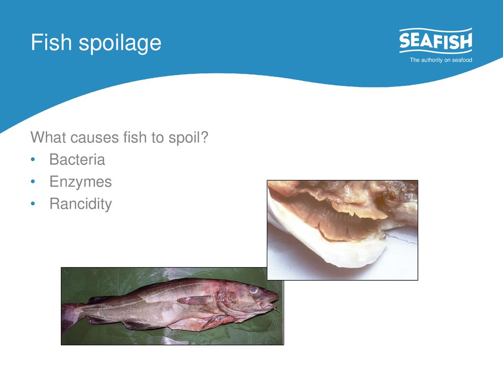 Fish Intake Presented By Ppt Download bacteria-kaiserscience-bacteria-shapes-microbiology-study