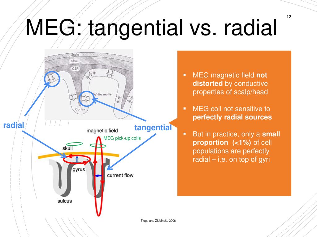 Basis of the MEG/EEG Signal - ppt download