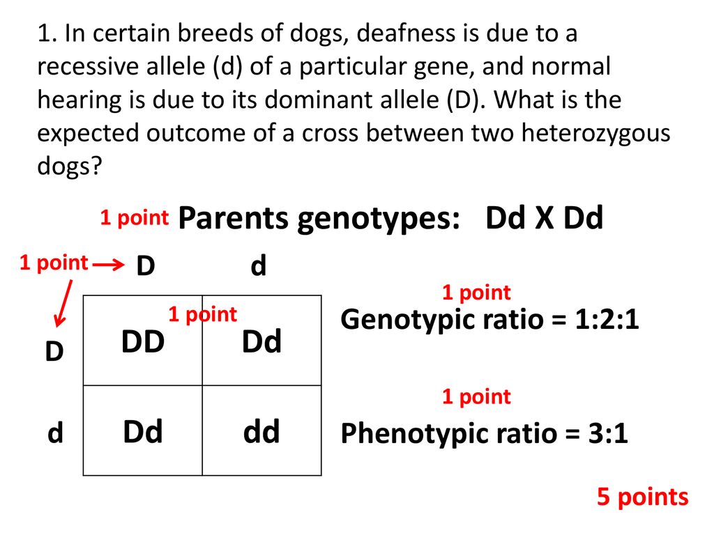Single factor punnett squares ppt download