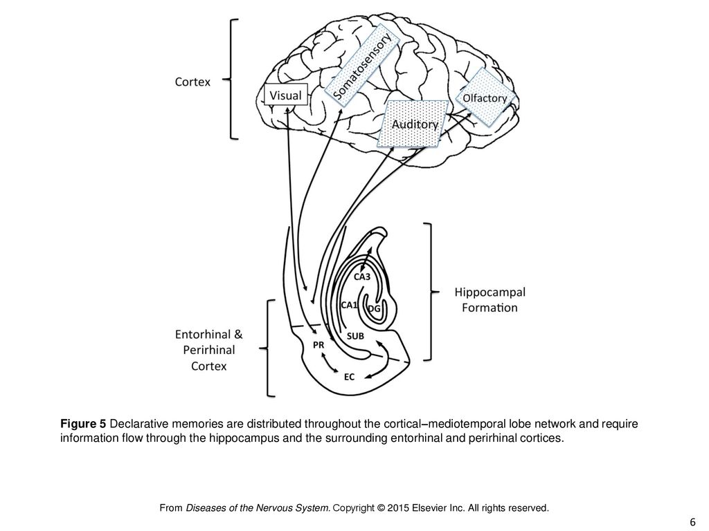 Chapter 4 Aging Dementia And Alzheimer Disease Ppt Download Chapter 4 Aging Dementia And Alzheimer Disease Ppt Download