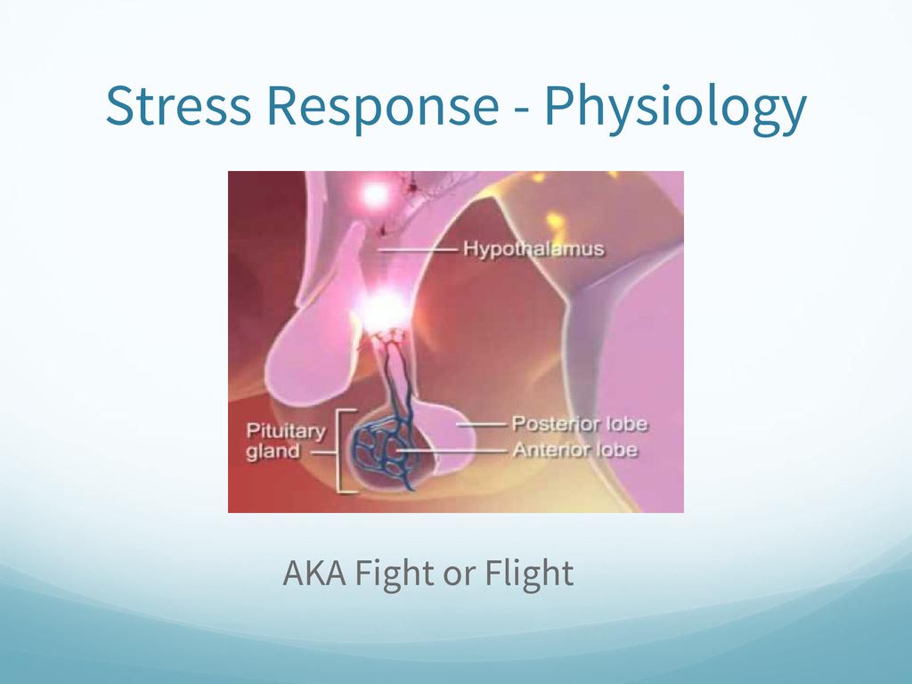 Stress Response - Physiology