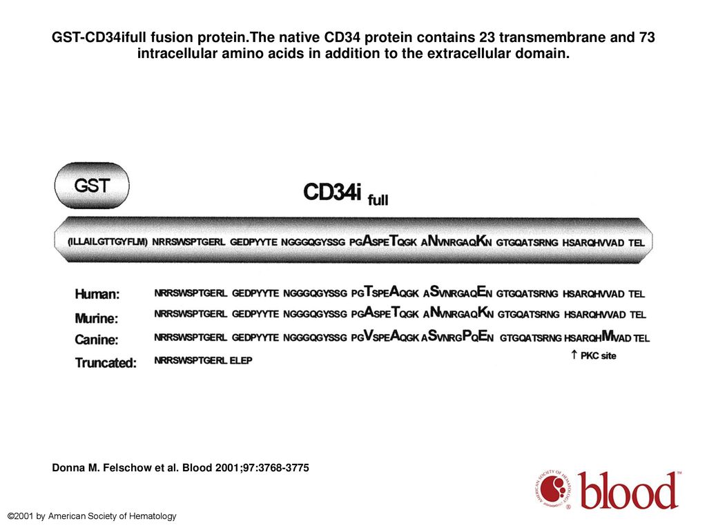 GST-CD34ifull fusion protein