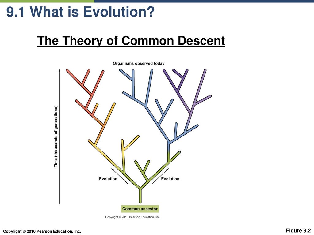 9.1 What is Evolution The Theory of Common Descent Figure 9.2