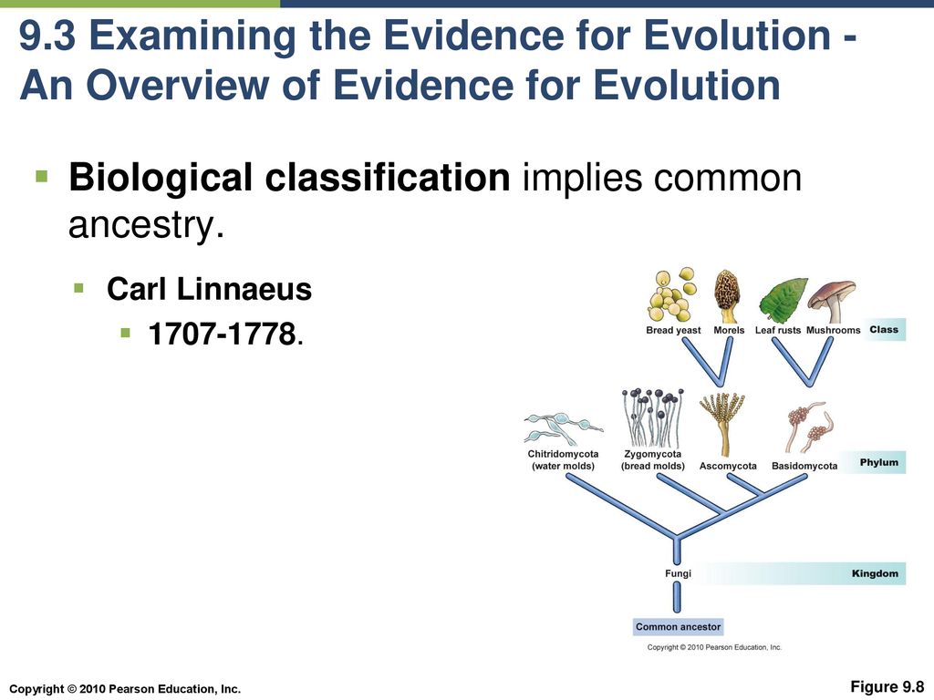 9.3 Examining the Evidence for Evolution - An Overview of Evidence for Evolution