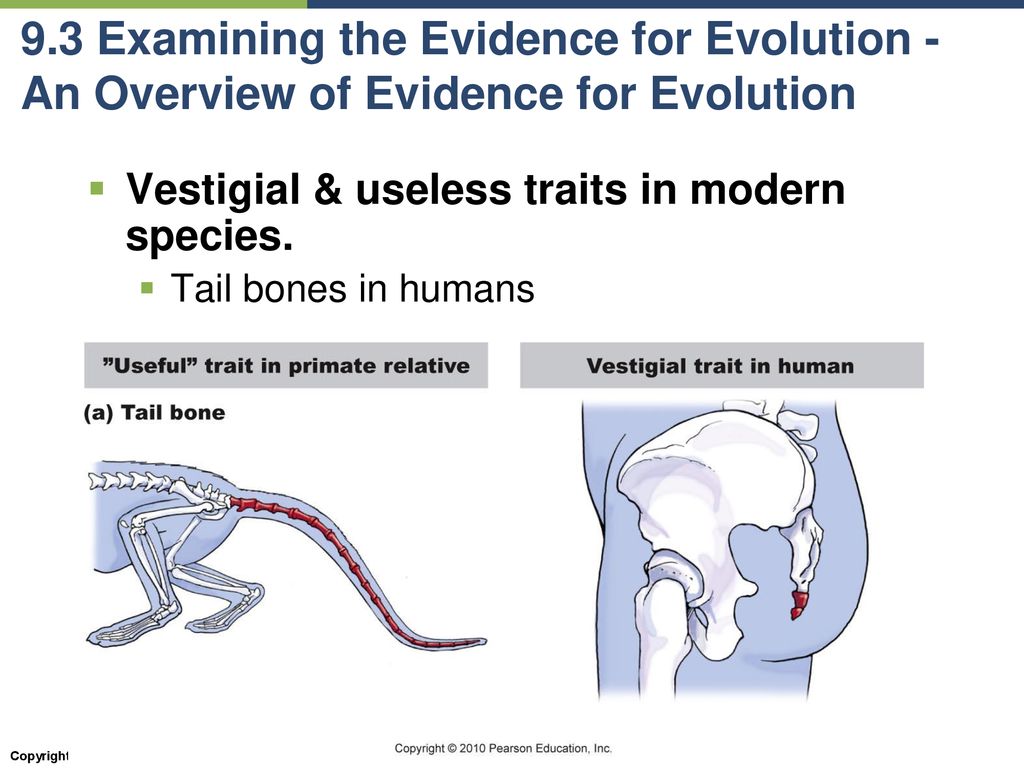 9.3 Examining the Evidence for Evolution - An Overview of Evidence for Evolution
