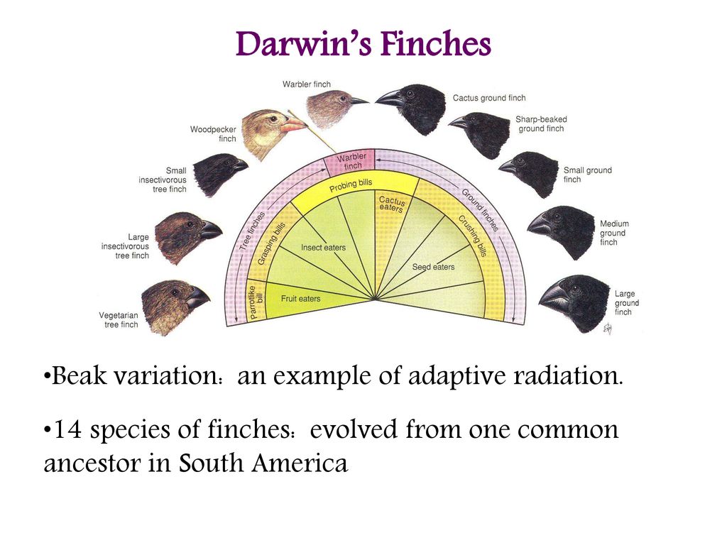 Chapter 22 Darwinian Evolution - Ppt Download