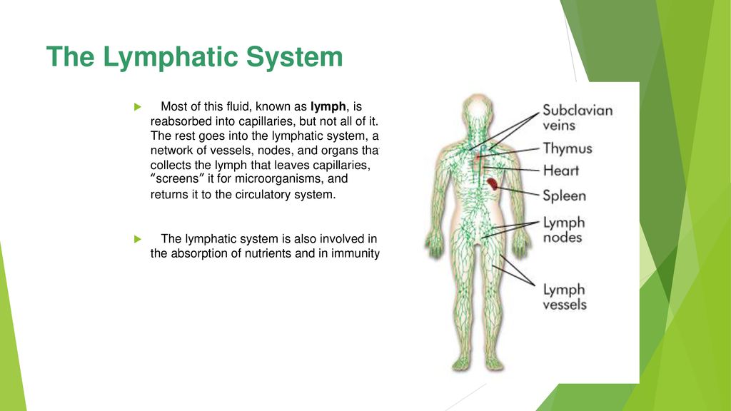 33.2 Blood and the Lymphatic System - ppt download