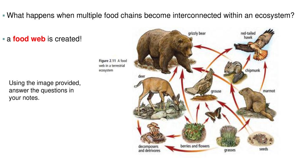 Energy Can Flow Through Ecosystems Biology Diagrams