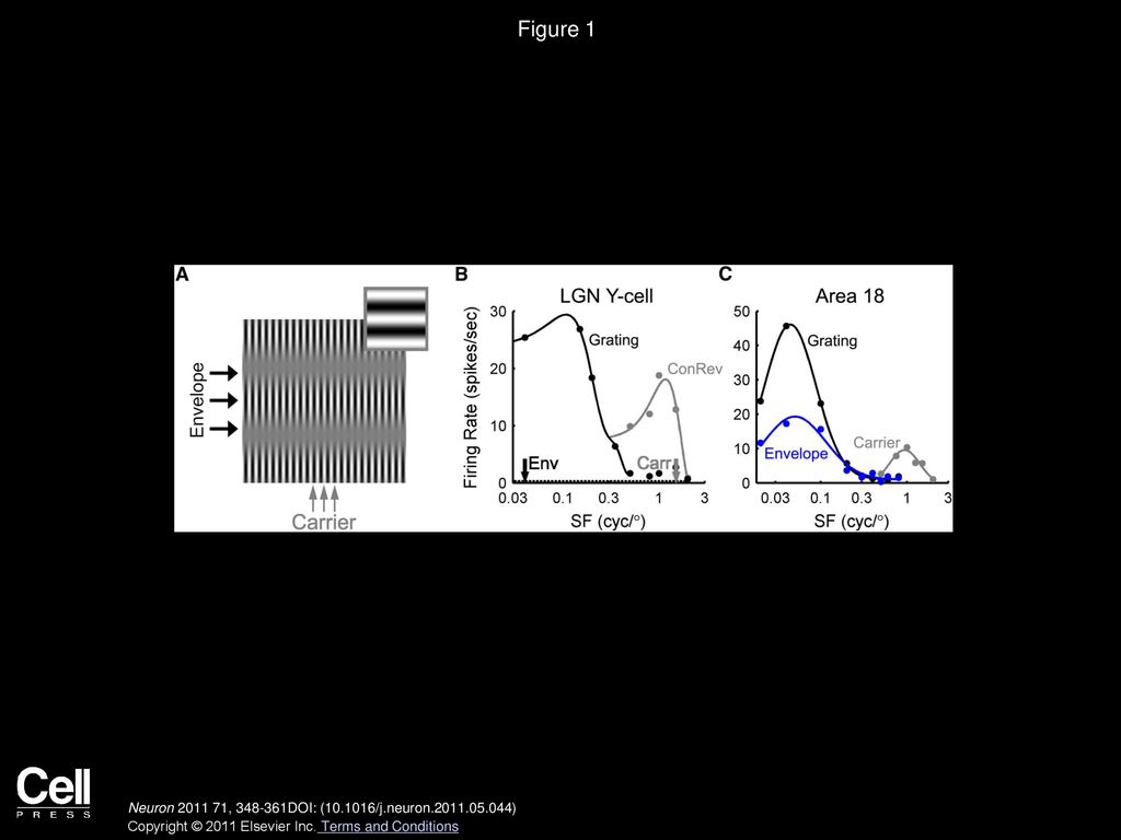 Figure 1 Example Interference Pattern and Spatial Frequency Tuning Curves of an LGN Y Cell and an Area 18 Neuron.