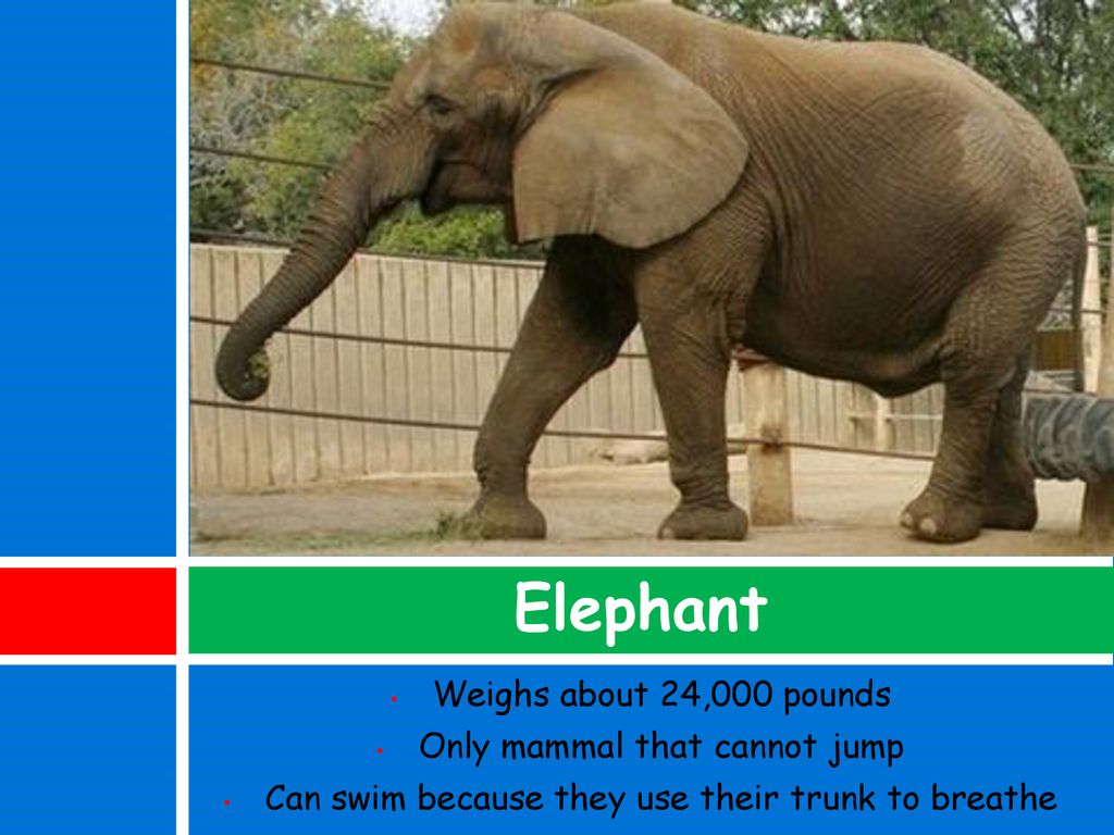 What do you see at the zoo? - ppt download