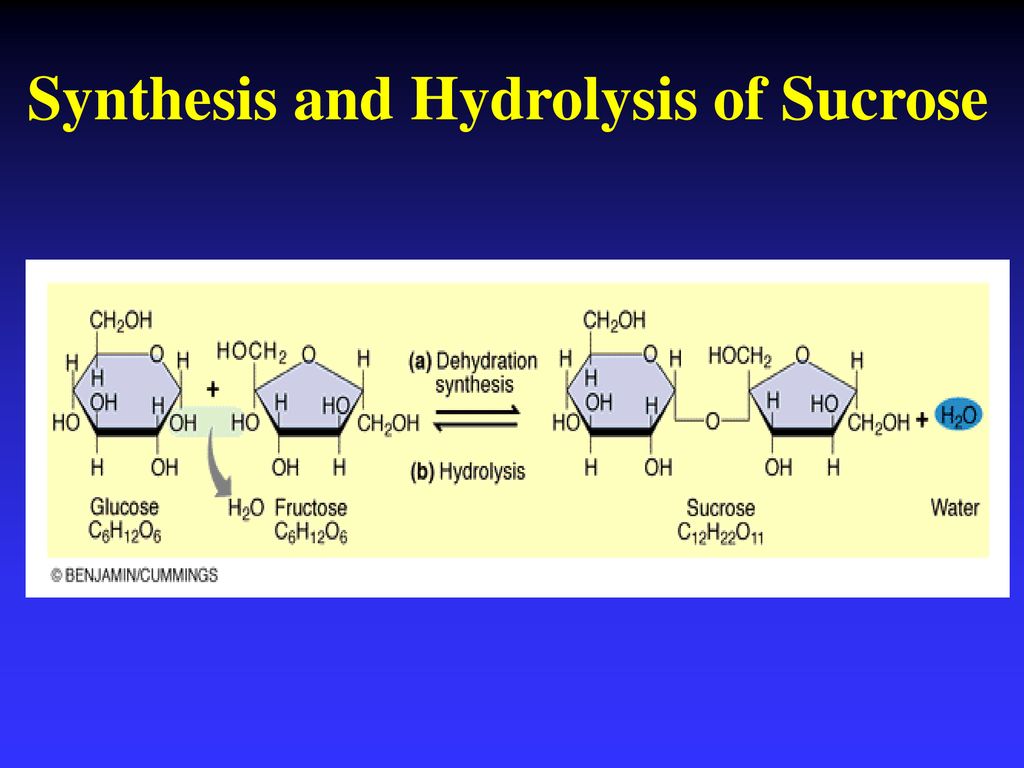 80 синтез. Hydrolysis of sucrose. Hydrolysis Water. Геншин sucrose. Dehydration Synthesis and hydrolysis.