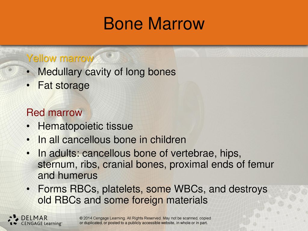 Chapter 6 Skeletal System. - ppt download