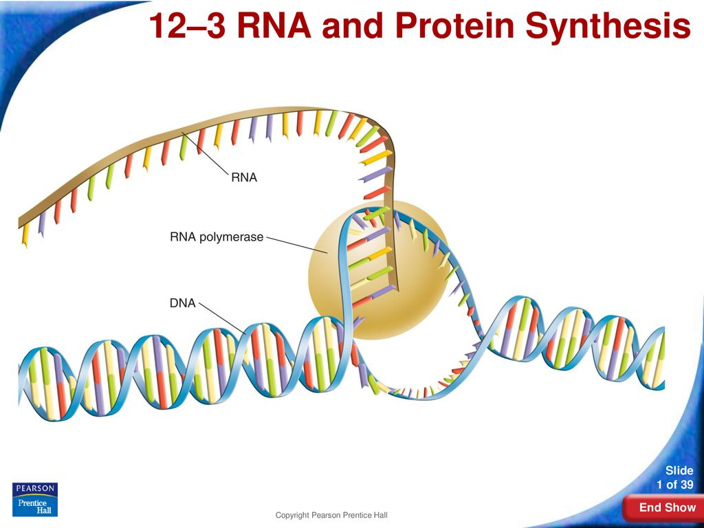 Днк участвует в биосинтезе рнк. Синтез РНК. RNA polymerase 2 строение. Transcription RNA Synthesis. Синтез РНК асимметричность.