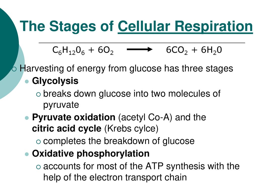 The Stages of Cellular Respiration