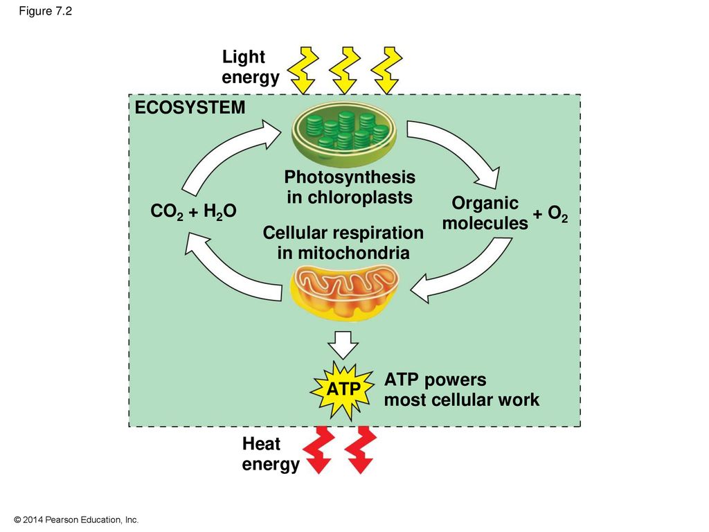 Cellular Respiration and Fermentation - ppt download