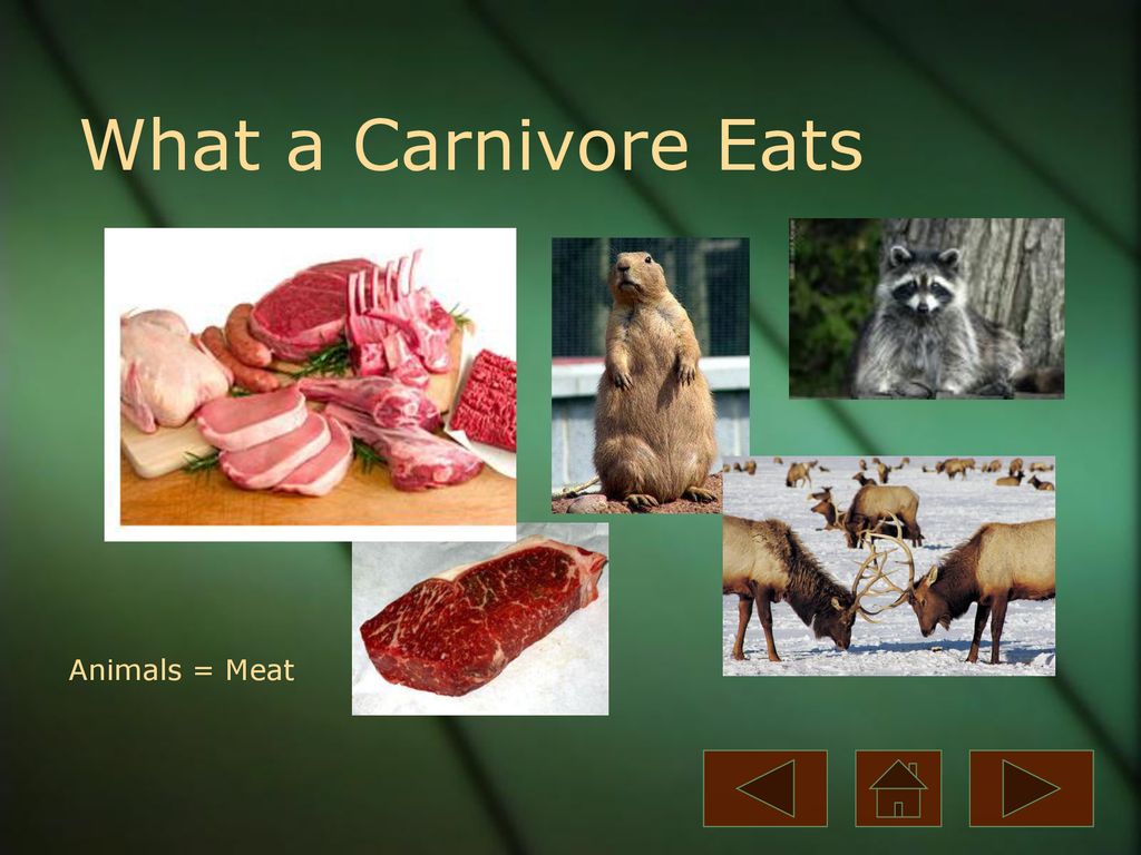 Carnivore A carnivore is an animal that gets food from killing and eating  other  generally eat herbivores, but can eat omnivores,  and. - ppt download