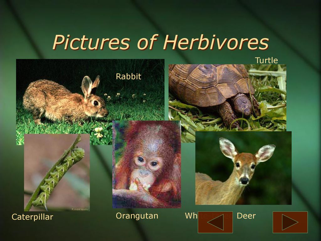 Carnivore A carnivore is an animal that gets food from killing and ... Biology Diagrams