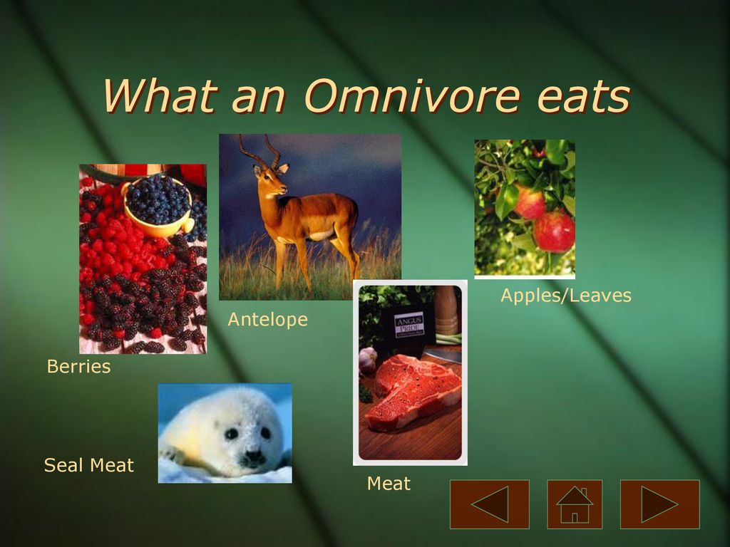 Carnivore A carnivore is an animal that gets food from killing and
