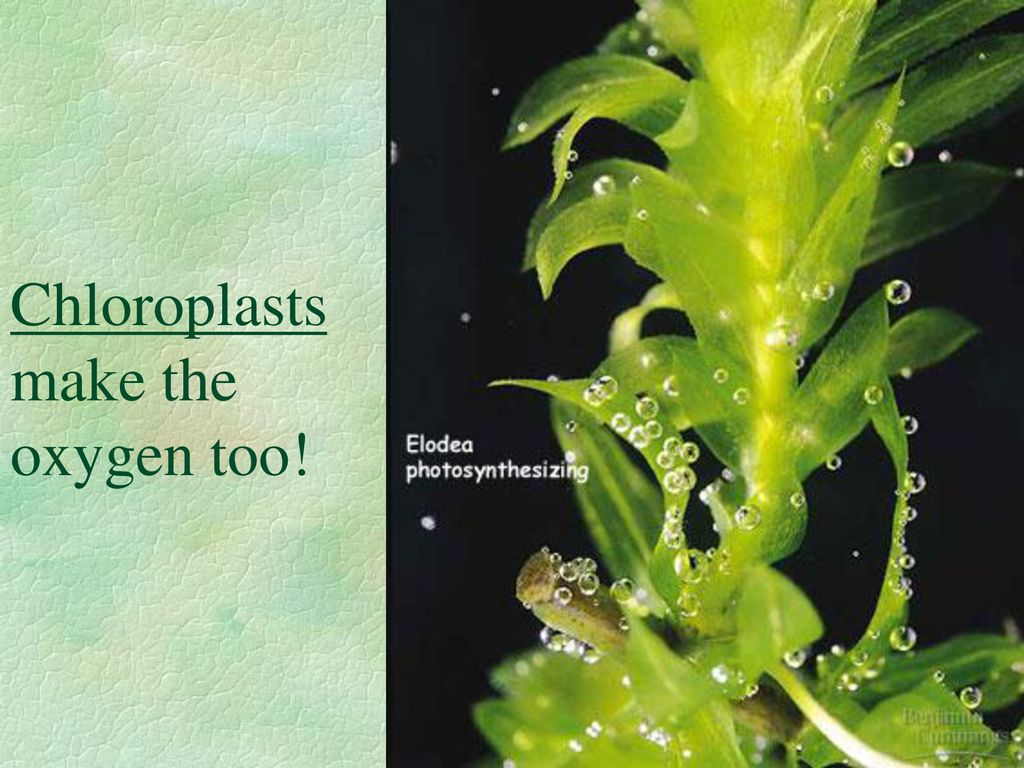 Chloroplasts make the oxygen too!