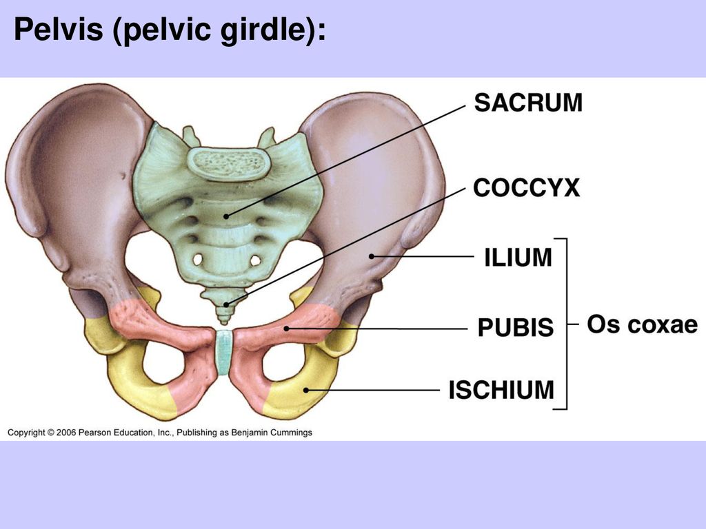 Hip Bones Anatomy (Os Coxae, Pelvic Girdle): Ilium, Ischium, and Pubis