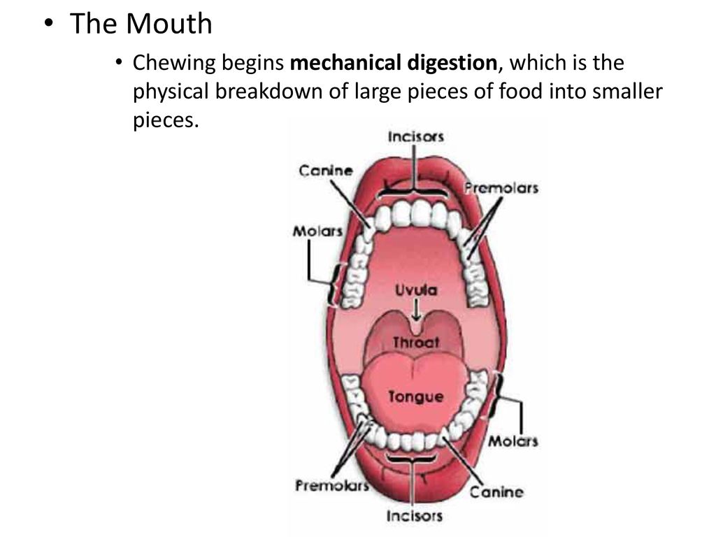 38 2 The Process Of Digestion Ppt Download 38 2 The Process Of Digestion Ppt Download