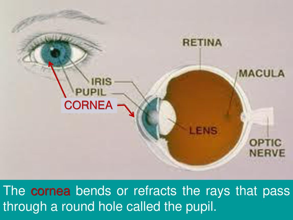 Регулирует количество света проходящего в глаз. Ирис глаза структура. Строение глаза на немецком. Cornea Iris Lens Macula Optic nerve pupil. How Light Pass through Eye.