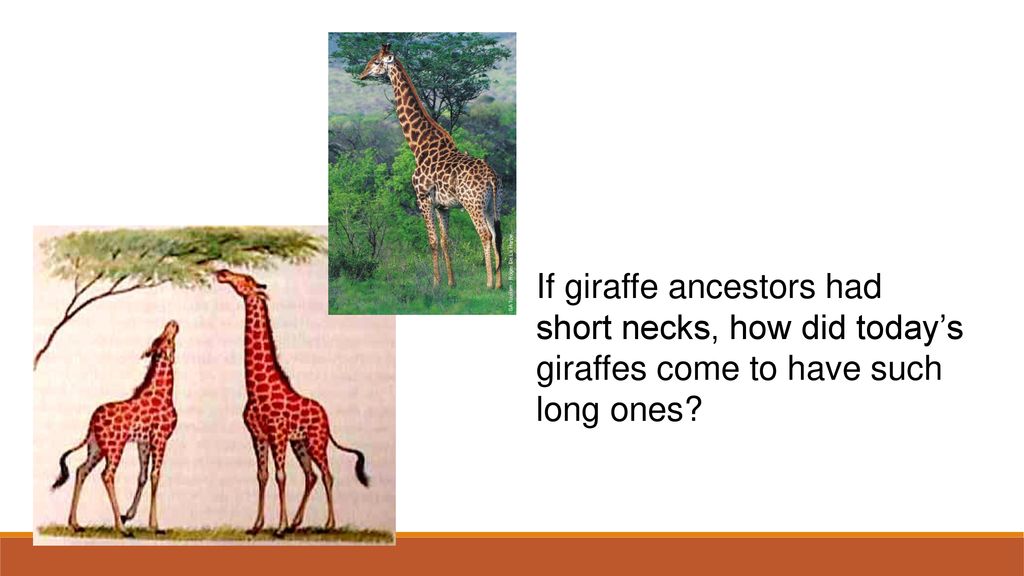 Evolution. - ppt download