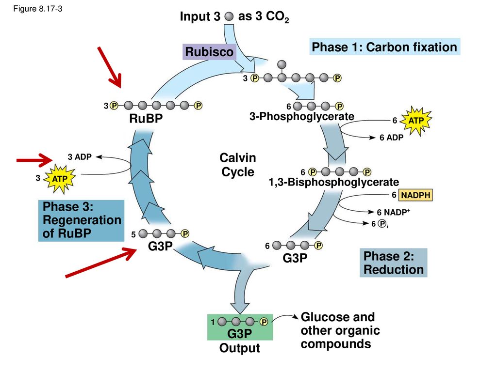 Calvin Cycle, C4 and CAM Plants - ppt download