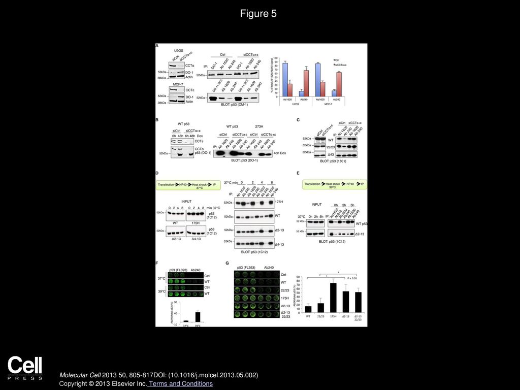 Figure 5 Conformational Stability of p53 Is Dependent on CCT Binding