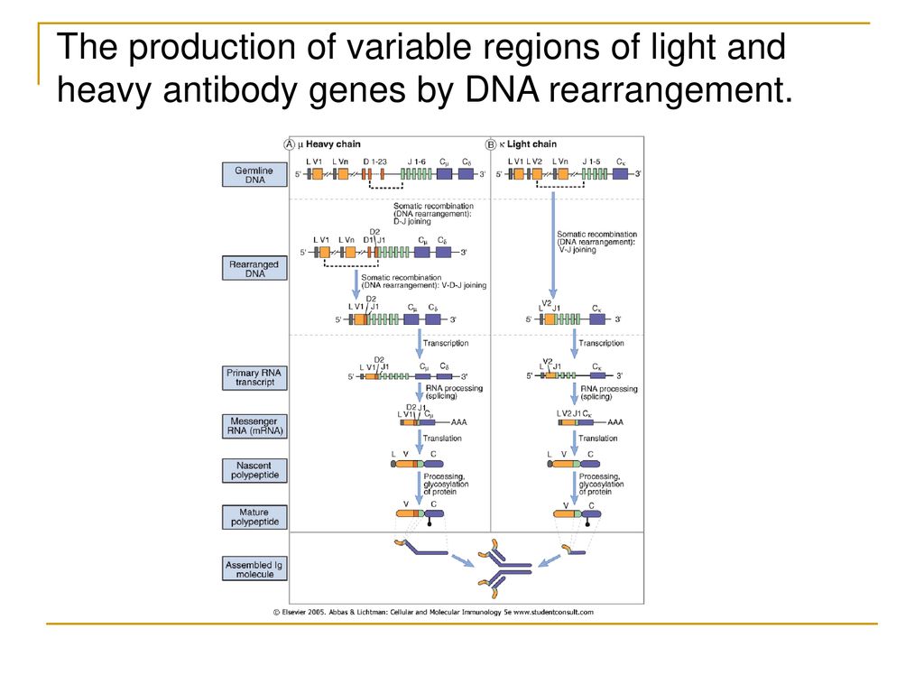 The production of variable regions of light and heavy antibody genes by DNA rearrangement.