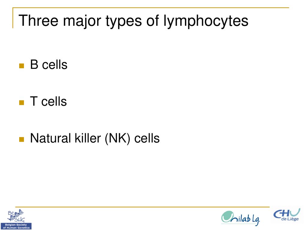 Three major types of lymphocytes