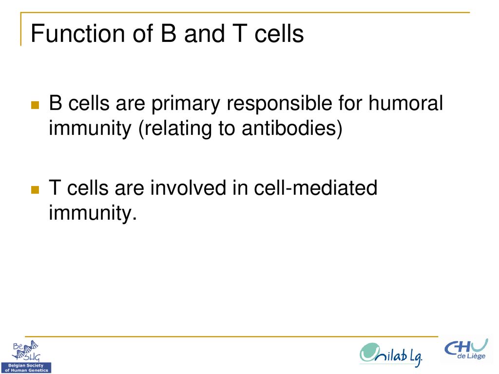 Function of B and T cells