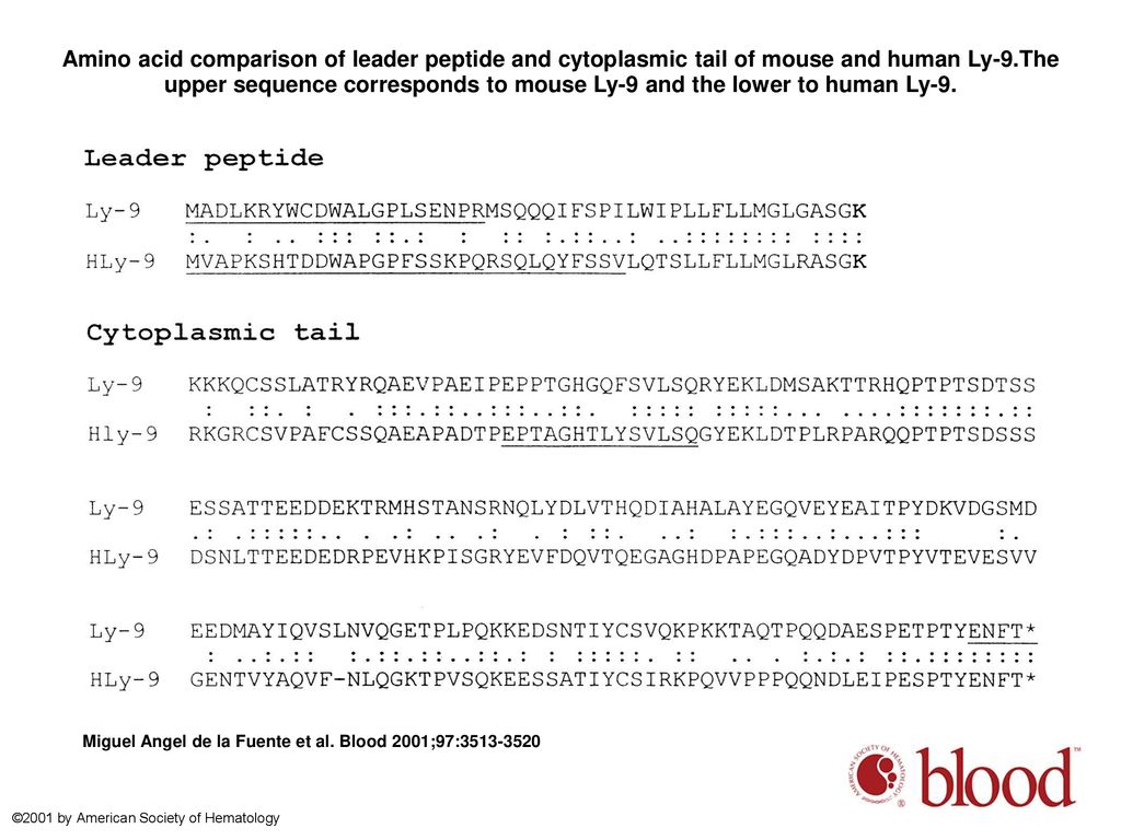 Amino acid comparison of leader peptide and cytoplasmic tail of mouse and human Ly-9.The upper sequence corresponds to mouse Ly-9 and the lower to human Ly-9.