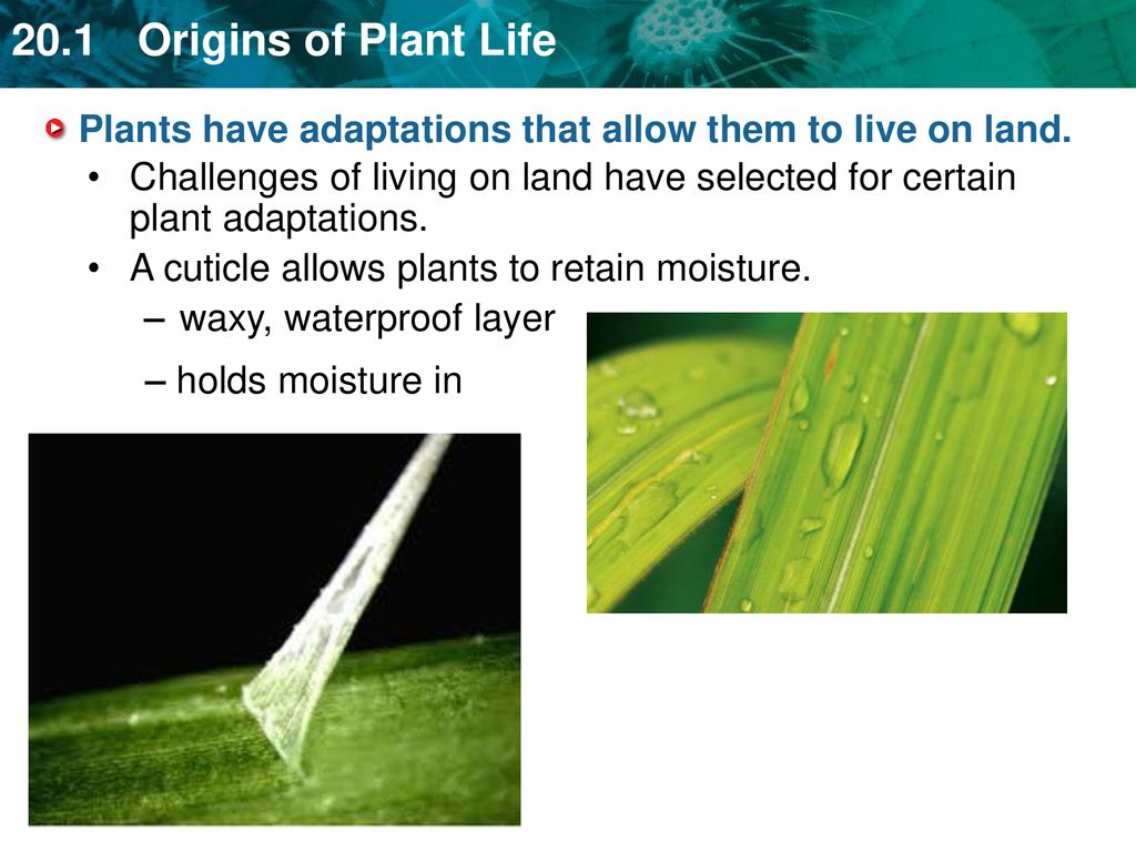 Key concept plant life began in the water and became adapted to land
